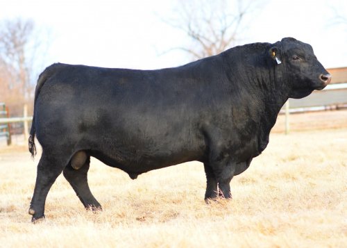 Angus Semen For Sale:  SB10-4229