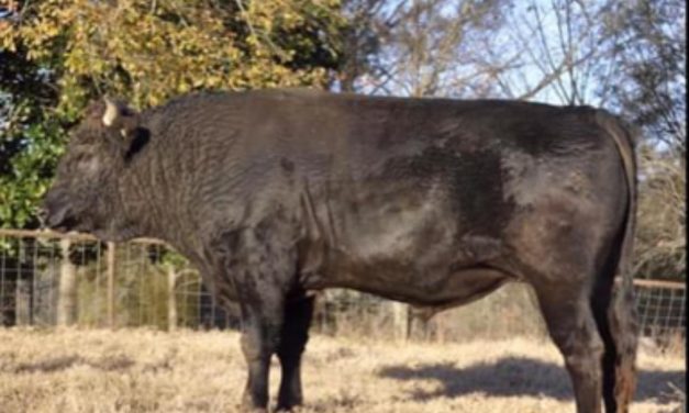 Wagyu Semen For Sale:  SB10-3144