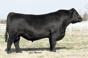 Angus Semen For Sale:  SB10-2591