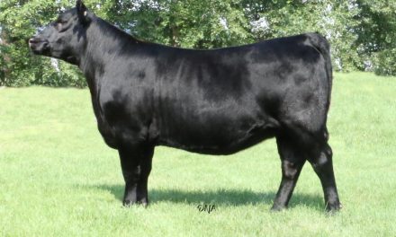 Angus Embryos For Sale:  SB10-3214