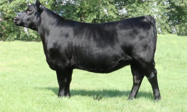 Angus Embryos For Sale:  SB10-3214