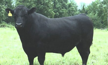 Angus Semen For Sale:  SB10-2070