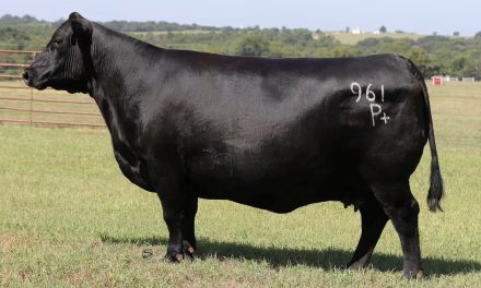 Angus Embryos For Sale:  SB10-3227