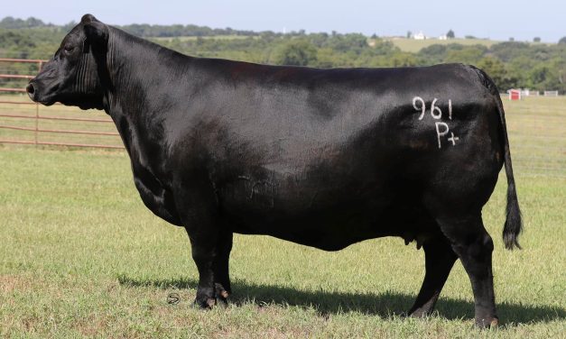 Angus Embryos For Sale:  SB10-3227