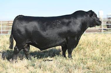 Angus Semen For Sale: SB10-4527