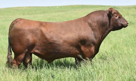 Red Angus Semen For Sale:  SB10-3230