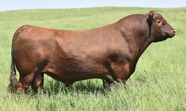 Red Angus Semen For Sale:  SB10-3230