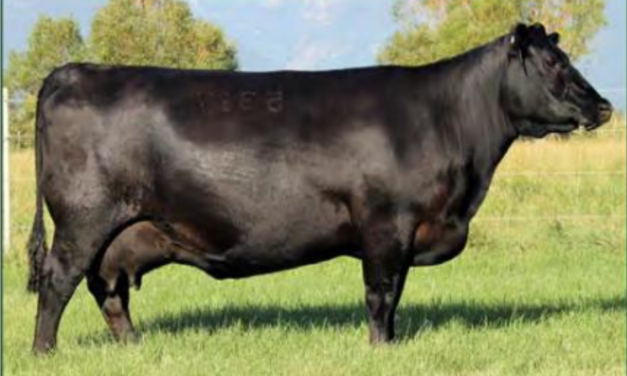 Angus Embryos For Sale:  SB10-3232