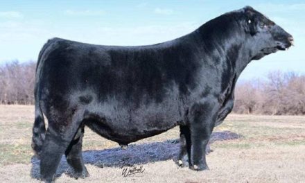 Simmental Semen For Sale:  SB10-3225