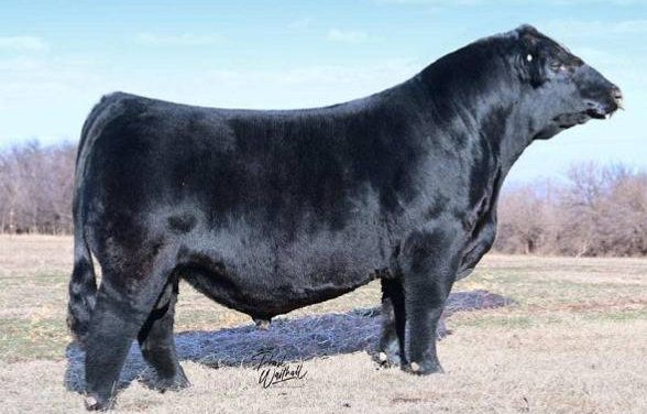 Simmental Semen For Sale:  SB10-3225