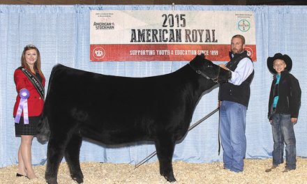 Angus Embryos For Sale:  SB10-3182
