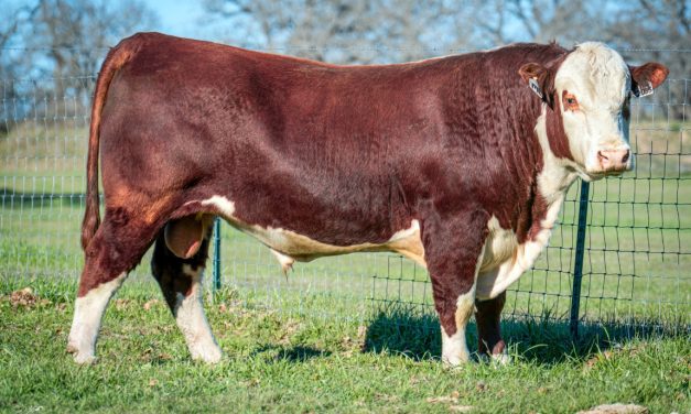 Hereford Semen For Sale:  SB10-3216