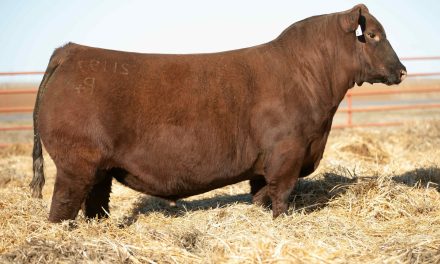 Red Angus Semen For Sale:  SB10-3229