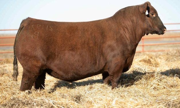 Red Angus Semen For Sale:  SB10-3229