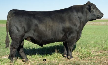 Simmental Semen For Sale:  SB10-3208