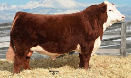 Hereford Semen For Sale: SB1-3211