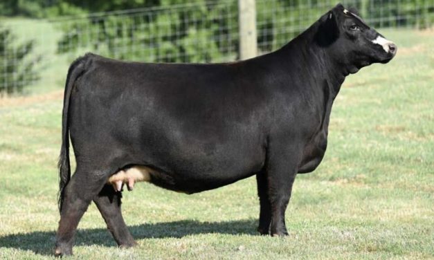 Simmental Embryos For Sale: SB10-3176