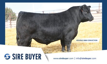 Angus Semen For Sale:  SB10-4747
