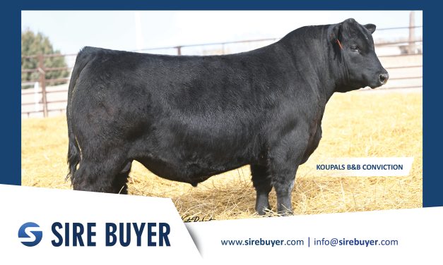 Angus Semen For Sale:  SB10-4747