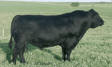 Angus Semen For Sale:  SB10-3192
