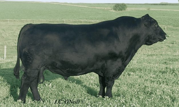 Angus Semen For Sale:  SB10-3192