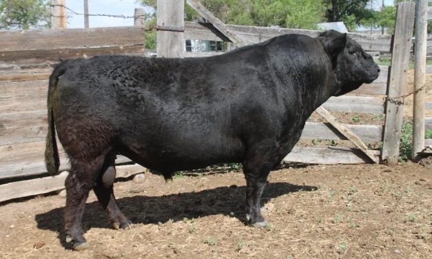 Galloway Bull Semen For Sale:  SB10-3222