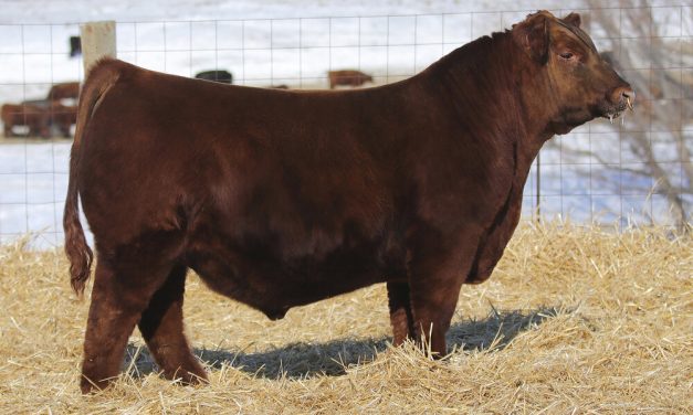 Red Angus Semen For Sale:  SB10-3185