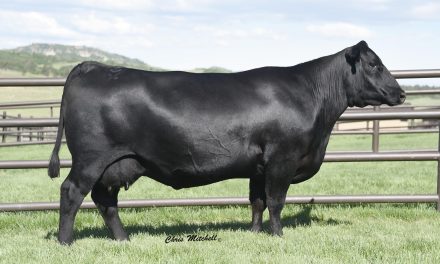 Angus Embryos For Sale:  SB10-3215