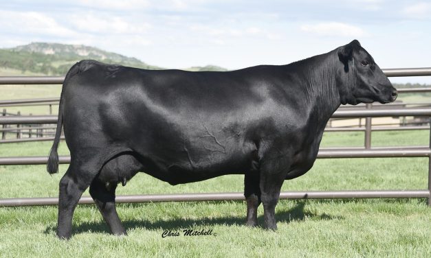 Angus Embryos For Sale:  SB10-3215