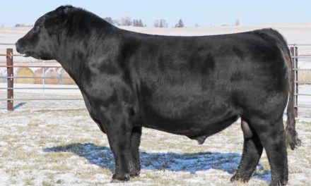 Maine Anjou Bull Semen For Semen:  SB10-3209