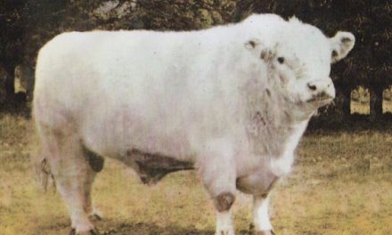 Shorthorn Semen For Sale:  SB10-3200