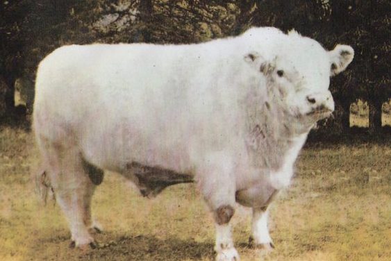 Shorthorn Semen For Sale:  SB10-3200