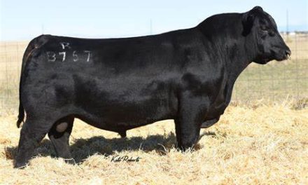 Angus Semen For Sale:  SB10-3177