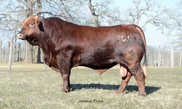 Beefmaster Semen For Sale:  SB10-3224