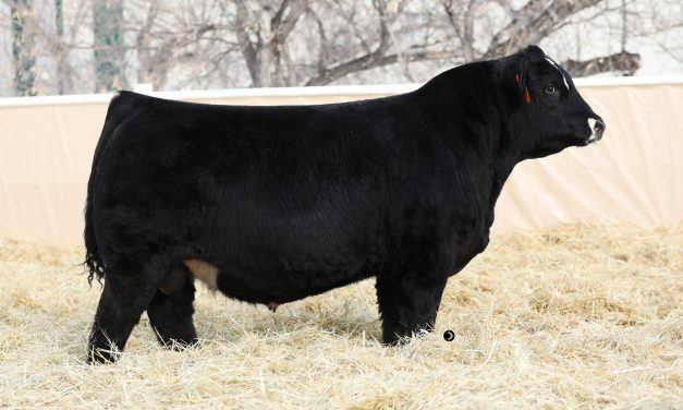 Simmental Semen For Sale:  SB10-3202
