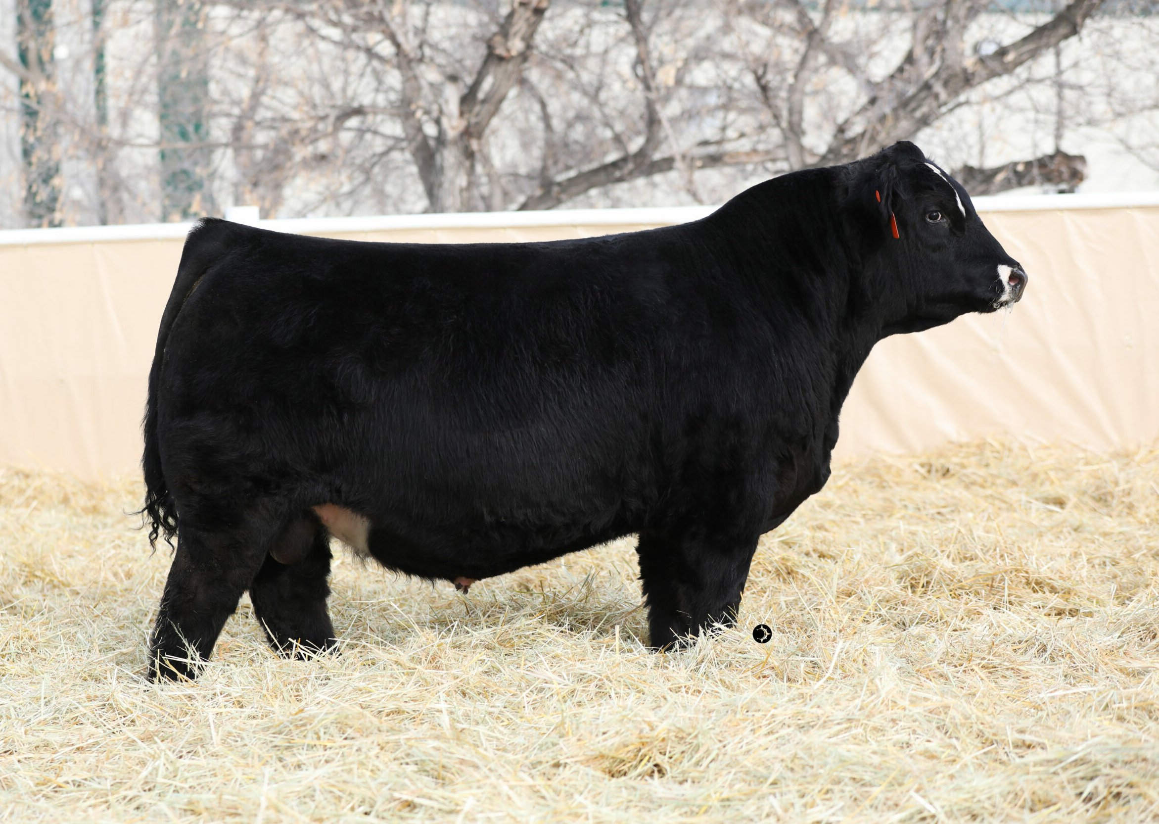 Wheatland Strong N Free 231k