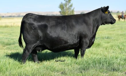 Angus Embryos For Sale:  SB10-3234