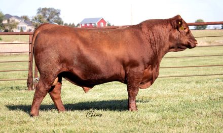 Red Angus Semen For Sale:  SB10-3258