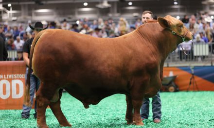 Red Brangus Semen For Sale:  SB10-3237