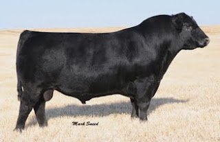 BCRaven7965mature