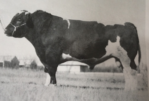 Maine Anjou Semen For Sale:  SB10-3274