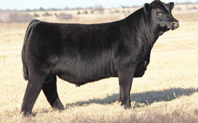 Club Calf Semen For Sale:  SB10-3268