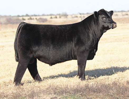 Club Calf Semen For Sale:  SB10-3268