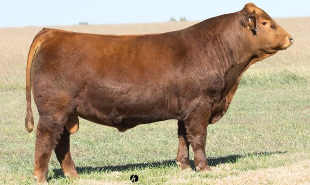 Simmental Semen For Sale:  SB10-3254