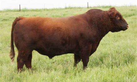 Shorthorn Semen For Sale:  SB10-3291