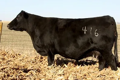 Angus Embryos For Sale:  SB10-3273