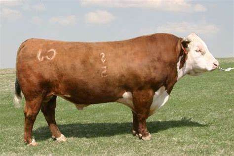 Hereford Semen For Sale:  SB10-3278