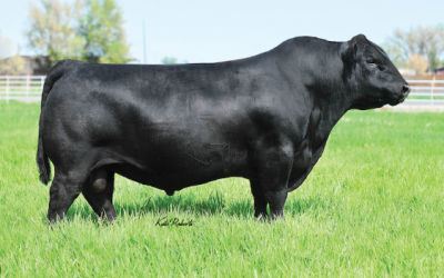 Angus Semen For Sale:  SB10-3267
