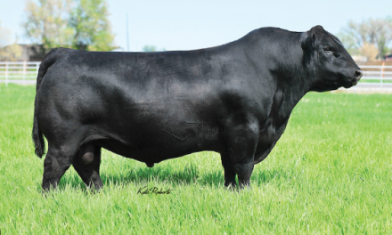 Angus Semen For Sale:  SB10-3267