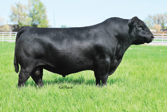 Angus Semen For Sale:  SB10-3267